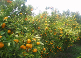 Berba mandarina